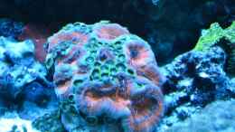 aquarium-von-berchti555-my-little-reef-nur-noch-als-bsp--verkauft_Acanthastrea sp. unter Blaulicht 07.02.2013
