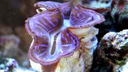 aquarium-von-berchti555-my-little-reef-nur-noch-als-bsp--verkauft_Tridacna spec. 27.02.2011