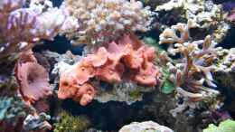 aquarium-von-berchti555-my-little-reef-nur-noch-als-bsp--verkauft_Riffausschnitt (Discosoma sp.)