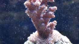 aquarium-von-berchti555-my-little-reef-nur-noch-als-bsp--verkauft_Acropora spec. 27.02.2011