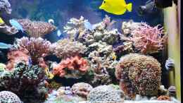 aquarium-von-berchti555-my-little-reef-nur-noch-als-bsp--verkauft_Rechte Hälfte ohne Riffsäule 07.02.2013