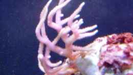 aquarium-von-berchti555-my-little-reef-nur-noch-als-bsp--verkauft_Seriatopora hystrix, 23.12.2010
