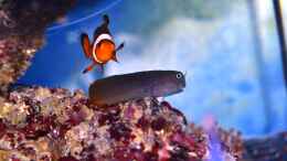 aquarium-von-berchti555-my-little-reef-nur-noch-als-bsp--verkauft_Ecsenius bicolor (weibchen) mit Amphiprion percula (Männche