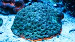 aquarium-von-berchti555-my-little-reef-nur-noch-als-bsp--verkauft_ Acanthastrea sp. unter Blaulicht 07.02.2013