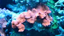 aquarium-von-berchti555-my-little-reef-nur-noch-als-bsp--verkauft_Discosoma sp. unter Blaulicht 07.02.2013