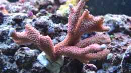 aquarium-von-berchti555-my-little-reef-nur-noch-als-bsp--verkauft_Montipora digitata 27.02.2011
