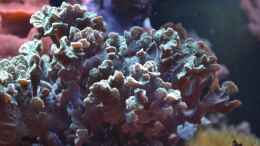 aquarium-von-berchti555-my-little-reef-nur-noch-als-bsp--verkauft_Pavona cactus nach 2 Jahren 26.12.12