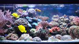 aquarium-von-berchti555-my-little-reef-nur-noch-als-bsp--verkauft_Hauptansicht ohne Riffsäule 07.02.2013