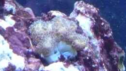 aquarium-von-berchti555-my-little-reef-nur-noch-als-bsp--verkauft_Pocillopora damicornis, 23.12.2010
