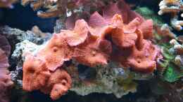 aquarium-von-berchti555-my-little-reef-nur-noch-als-bsp--verkauft_Discosoma sp. 07.02.2013
