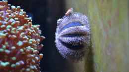 aquarium-von-berchti555-my-little-reef-nur-noch-als-bsp--verkauft_Mespilia globulus - Kugel-Seeigel 07.02.2013