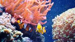 aquarium-von-berchti555-my-little-reef-nur-noch-als-bsp--verkauft_Amphiprion percula Paar 