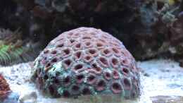 aquarium-von-berchti555-my-little-reef-nur-noch-als-bsp--verkauft_Favites nach 2 Jahren 26.12.12