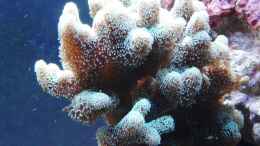 aquarium-von-berchti555-my-little-reef-nur-noch-als-bsp--verkauft_Seriatopora caliendrum, 27.12.2010