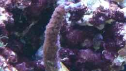 Aquarium einrichten mit Acropora plumosa
