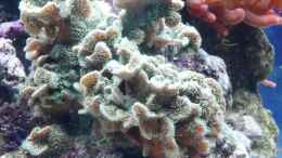 Aquarium einrichten mit Pavona cactus