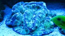 Aquarium einrichten mit Trachyphyllia geoffroyi unter Blaulicht 07.02.2013