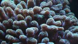 aquarium-von-berchti555-my-little-reef-nur-noch-als-bsp--verkauft_Stylophora subseriata nach 2 Jahren 26.12.12