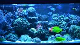 aquarium-von-berchti555-my-little-reef-nur-noch-als-bsp--verkauft_Hauptansicht ohne Riffsäule mit Blaulicht 07.02.2013