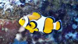 aquarium-von-berchti555-my-little-reef-nur-noch-als-bsp--verkauft_Amphiprion percula (weibchen)