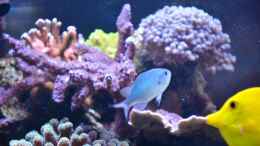 aquarium-von-berchti555-my-little-reef-nur-noch-als-bsp--verkauft_Acropora plumosa nach 2 Jahren 26.12.12