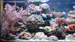 aquarium-von-berchti555-my-little-reef-nur-noch-als-bsp--verkauft_Linke Hälfte ohne Riffsäule 07.02.2013