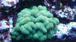 aquarium-von-berchti555-my-little-reef-nur-noch-als-bsp--verkauft_Stylophora subseriata 27.12.2010