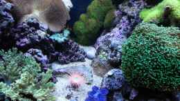 aquarium-von-theno-nos-reef_