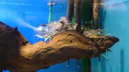 aquarium-von-ralf-kahl-becken-1851_Wurzeln der Roten Mangrove