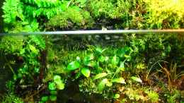 aquarium-von-manni-13-brackwasser-paludarium-mangrovenkrabben_Landteil
