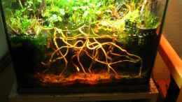 aquarium-von-manni-13-brackwasser-paludarium-mangrovenkrabben_Frontansicht