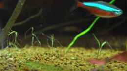 Aquarium einrichten mit Neon mit Grundel Baby zum Größenvergleich