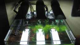 aquarium-von-bjarke-nano-cube-60l---nur-mehr-beispiel_33Watt Beleuchtung