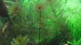 Aquarium einrichten mit Myriophyllum mattogrossense und Limnophilia Aquatica