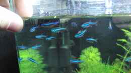 aquarium-von-bjarke-nano-cube-60l---nur-mehr-beispiel_Blaue Neons