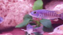 aquarium-von-lars-doelle-becken-1856_Haplochromis AHLI