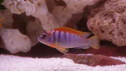 aquarium-von-lars-doelle-becken-1856_Labidochromis HONGI