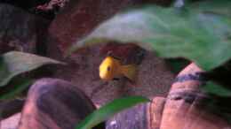 aquarium-von-kai-pragal-mbuna-rocks_Kleiner Yellow Bock