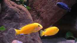 aquarium-von-kai-pragal-mbuna-rocks_Yellow Bock und Weibchen