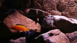 aquarium-von-kai-pragal-mbuna-rocks_