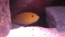 aquarium-von-kai-pragal-mbuna-rocks_Erstes Yellow Weibchen mit Eiern