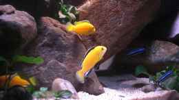 aquarium-von-kai-pragal-mbuna-rocks_Yellow Bock