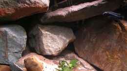 aquarium-von-kai-pragal-mbuna-rocks_Hinter diesen Stein sind noch ein paar Steine für Verstecke