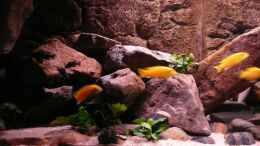 aquarium-von-kai-pragal-mbuna-rocks_