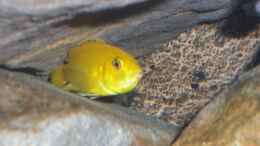 aquarium-von-kai-pragal-mbuna-rocks_Zweites Yellow Weibchen mit Eiern