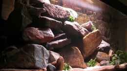 aquarium-von-kai-pragal-mbuna-rocks_Stein aufbau geändert