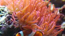 Aquarium einrichten mit Falscher Clownfisch mit Blasenanemone
