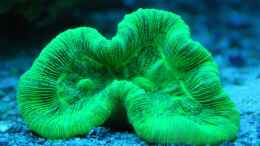Aquarium einrichten mit Großpolypige Steinkoralle (grün/gelb)