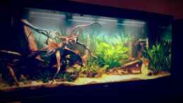 aquarium-von-aquafr34k-amazonas-regenzeit_