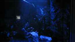 aquarium-von-sergio10-becken-18621_Neons im Nachtlicht